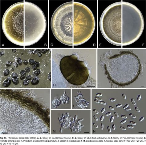 The phoma-like dilemma Collection - State Library of NSW