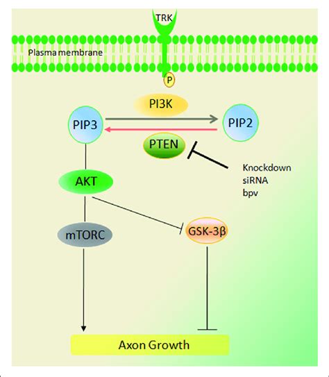 The phosphatase and tensin homolog regulates …