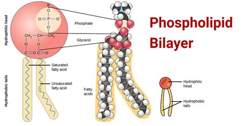 The phospholipid bilayer.  In contrast with the acyl modifications of It w...