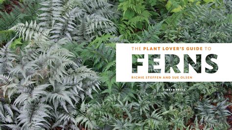 The plant lover s guide to ferns the plant lover s guides. - Manuale di servizio motore fuoribordo 90 cv suzuki.