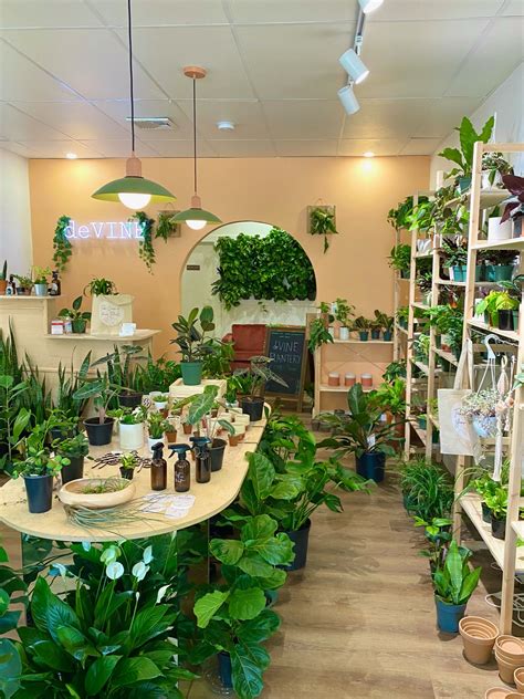 The plant shop. The Rare Plant Shop is home to thousands of plants. Since opening in 2019 we have worked hard to build trustworthy relationships with our suppliers in various corners of the world, in order to provide rare plants of the highest quality that are sourced ethically. Step 1: Grow. 