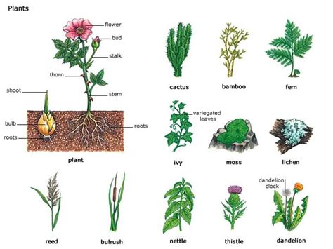 The plants. Learn about the key features and processes of plants, such as photosynthesis, vascular tissue, and plant body plan. Explore the different types of plants, from non-vascular to angiosperms, and their … 