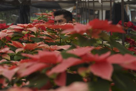 The poinsettia by any other name? Try ‘cuetlaxochitl’ or ‘Nochebuena’
