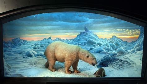 The polar bear diorama american museum of natural history. - Guida allo studio di medio termine per la biologia 2014 80 domande.
