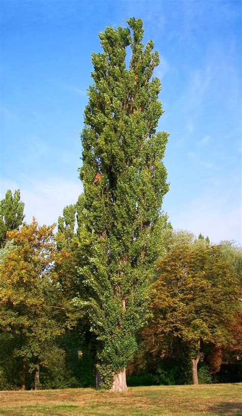 The poplar. Sep 15, 2016 · The poplar study on the September 15, 2006 cover of Science. Then and now: our poplar tree has grown from less than four feet to more than forty feet in 10 years. When the poplar genome sequence, generated by the DOE Joint Genome Institute, was published in the September 15, 2006 issue of the journal Science, we planted a commemorative sapling ... 