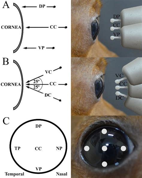 The positions performed using rebound tonometer Tonovet onto the dogs