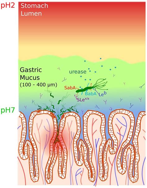 The primary function of mucus in the stomach is to CupSix