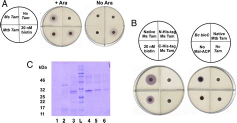 The primary step of biotin synthesis in mycobacteria