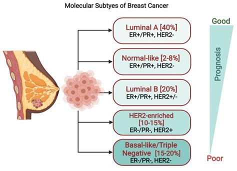 The prognostic role of HER2 expression in ductal breast ... - BMC …