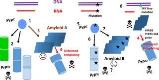 The protean prion protein PLOS Biology