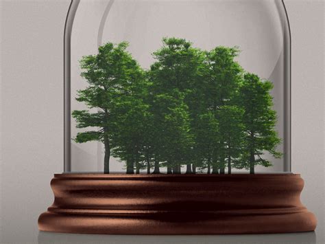 The push to protect ancient trees and the knowledge they contain