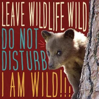 The real reason to 'keep wildlife wild and leave wildlife alone'