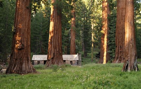 The redwoods in yosemite. The shortest route from Yosemite to the Redwoods is 463 miles along California State Route 4 and US Route 101. There are loads of brilliant stops along the … 