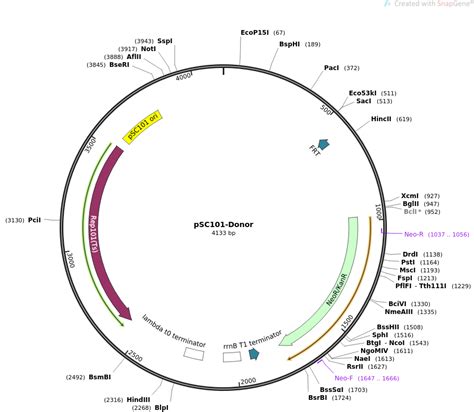 The replication of plasmid pSC101 - PubMed