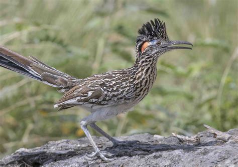 The roadrunners. Greater roadrunners are medium-sized birds, weighing 227 to 341 g. An adult’s length is between 50 and 62 cm and the height is between 25 and 30 cm. Greater roadrunners have a wingspan of 43 to 61 cm. ("Raptor Free Flight Species Information", 2003; Baughman, 2003; Bull, 1978; Stokes and Stokes, 1996) Other Physical Features; endothermic ... 