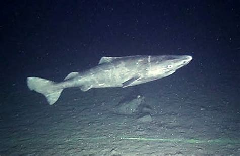 The role of Greenland sharks (Somniosus microcephalus