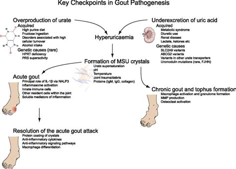 The role of alcohol consumption in pathogenesis of gout