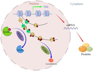 The role of histone methylation in renal cell cancer: an update