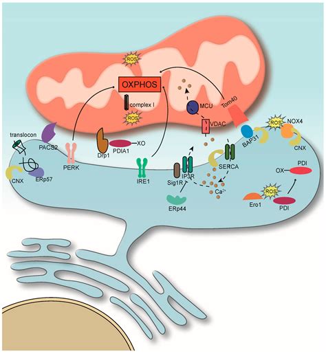 The role of the mitochondria and the endoplasmic reticulum …