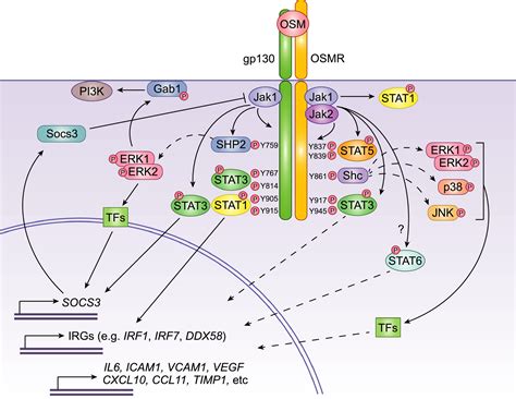 The role of the oncostatin M/OSM receptor β axis in activating …