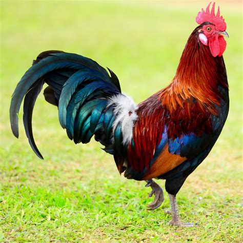 The rooster. Things To Know About The rooster. 