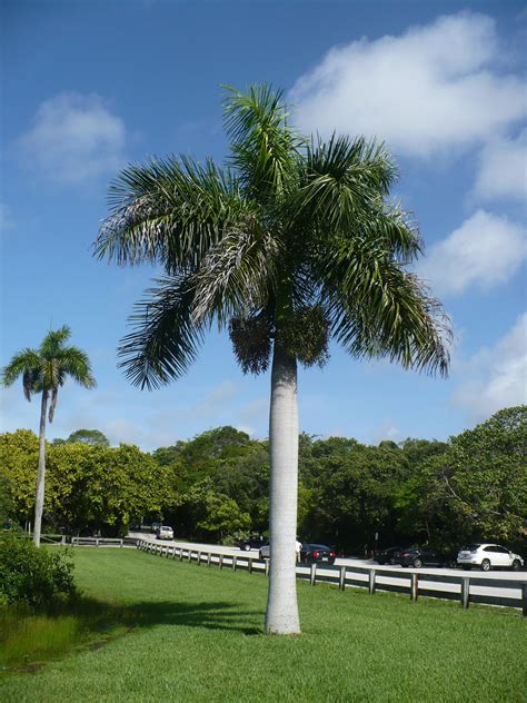 The royal palm. Things To Know About The royal palm. 
