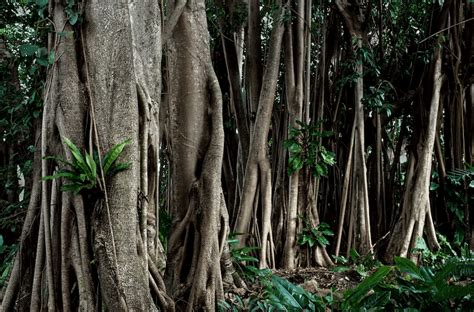 The rubber tree. Things To Know About The rubber tree. 