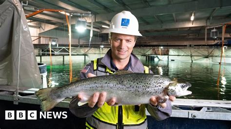 The salmon you buy in the future may be farmed …