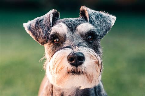 The schnauzer a vet s guide on how to care for your schnauzer. - German aircraft instrument panels vol 2 inside.