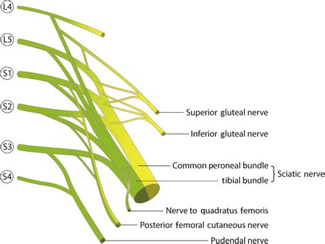 The sciatic nerve block - BJA Education