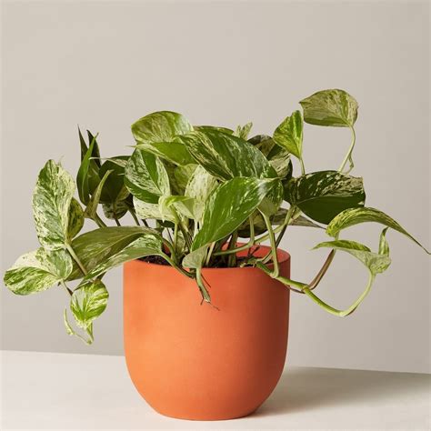 The sill plants. Coco Coir Pole Small add - $ 10. Ceramic Gift Message Pops I Dig You add - $ 5. Description. The Scindapsus pictus 'exotica', commonly referred to as Satin Pothos is a species of Aroid that is prized for its heart-shaped leaves adorned with silvery splotches. This low-maintenance houseplant is perfect as a hanging plant but can be trained ... 