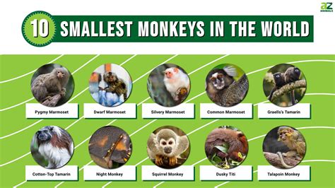 The smallest monkey ever? - Answers