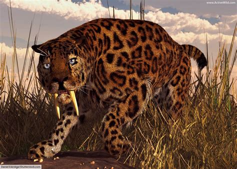 The Smilodon, an extinct species of saber-toothed tiger, was a formidable predator that roamed the Americas during the Pleistocene epoch.. 