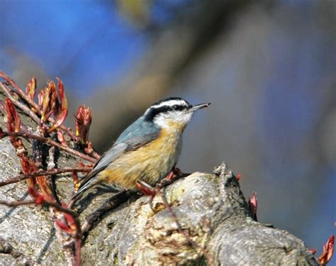 The sometimes upside-down life of the nuthatch - Hitchcock Center