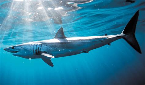 The speedy secret of shark skin: Physics Today: Vol 73, …