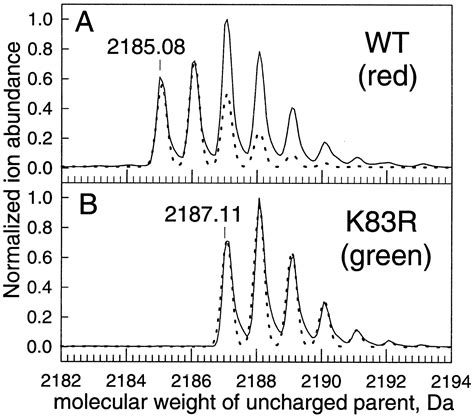 The structure of the chromophore within DsRed, a red fluorescent ... - PNAS