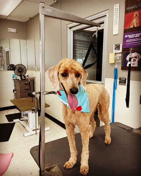 The sudsy dawg - Pet Groomer in Perryville