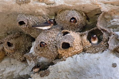 The swallow: nesting habits, identification & migration