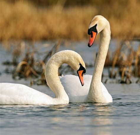 The swans. Things To Know About The swans. 