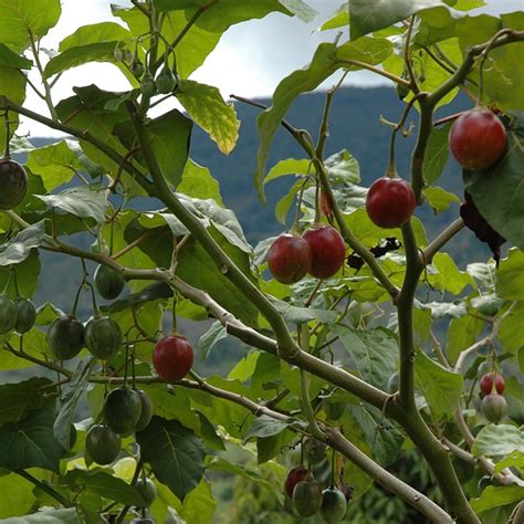 The tamarillo. Things To Know About The tamarillo. 