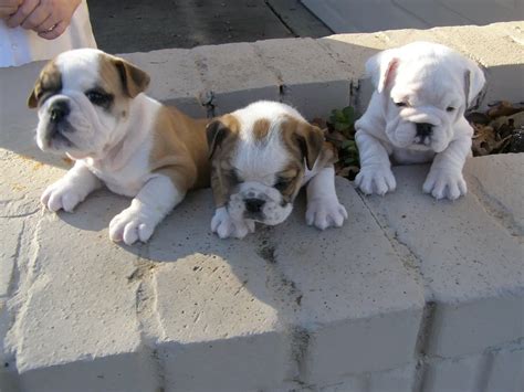 The teacup English bulldog, more commonly known as the miniature bulldog, is a miniaturized version of purebred English bulldogs