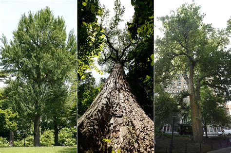 The thickest, tallest, and oldest trees in New York