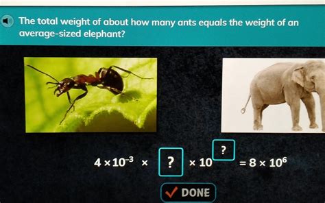 The total weight of ants on earth is equal to the total weight