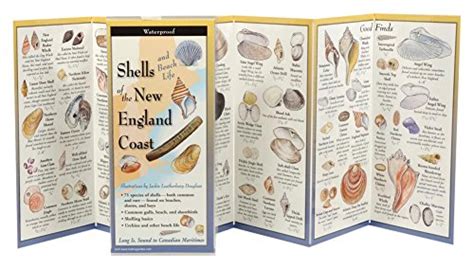 The ultimate guide to shells and beach life of the new england coast. - Stronger than espresso leaders guide by brooke jones.