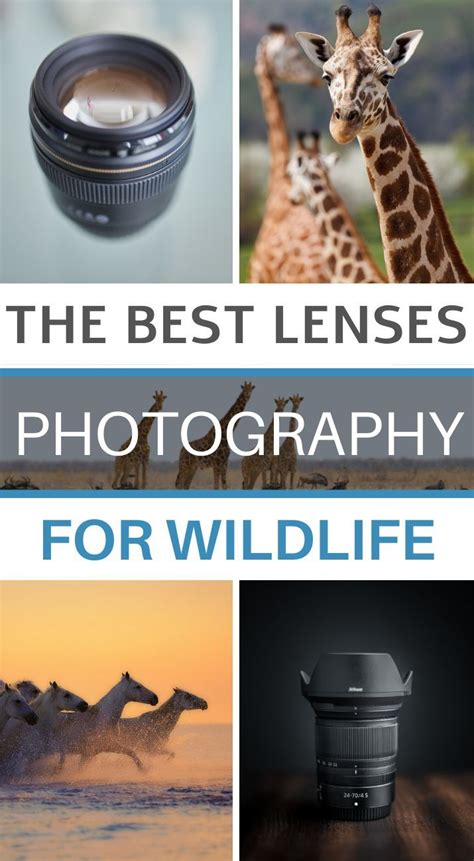 The ultimate guide to wildlife photography. - Johns hopkins patients guide to kidney cancer john hopkins medicine.
