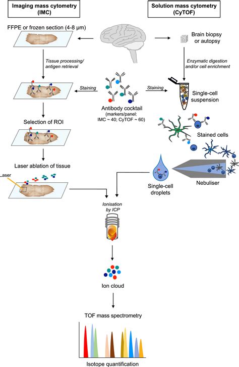 The use and limitations of single-cell mass cytometry for …