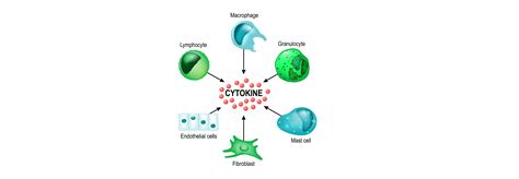 The use of cytokine array to examine cytokine profiles of two …