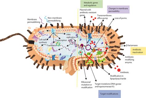 The value of antimicrobial peptides in the age of resistance