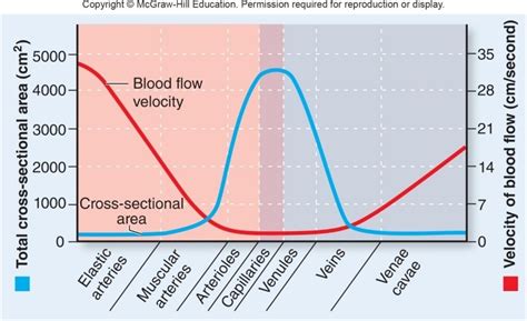 The velocity of blood flow is quizlet. Things To Know About The velocity of blood flow is quizlet. 