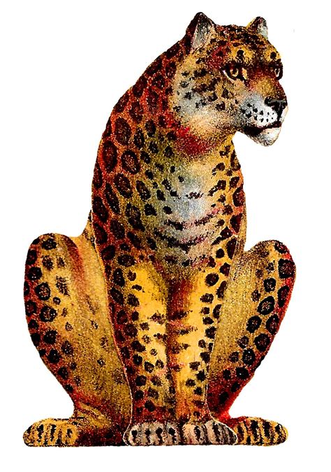 The vintage leopard. Things To Know About The vintage leopard. 